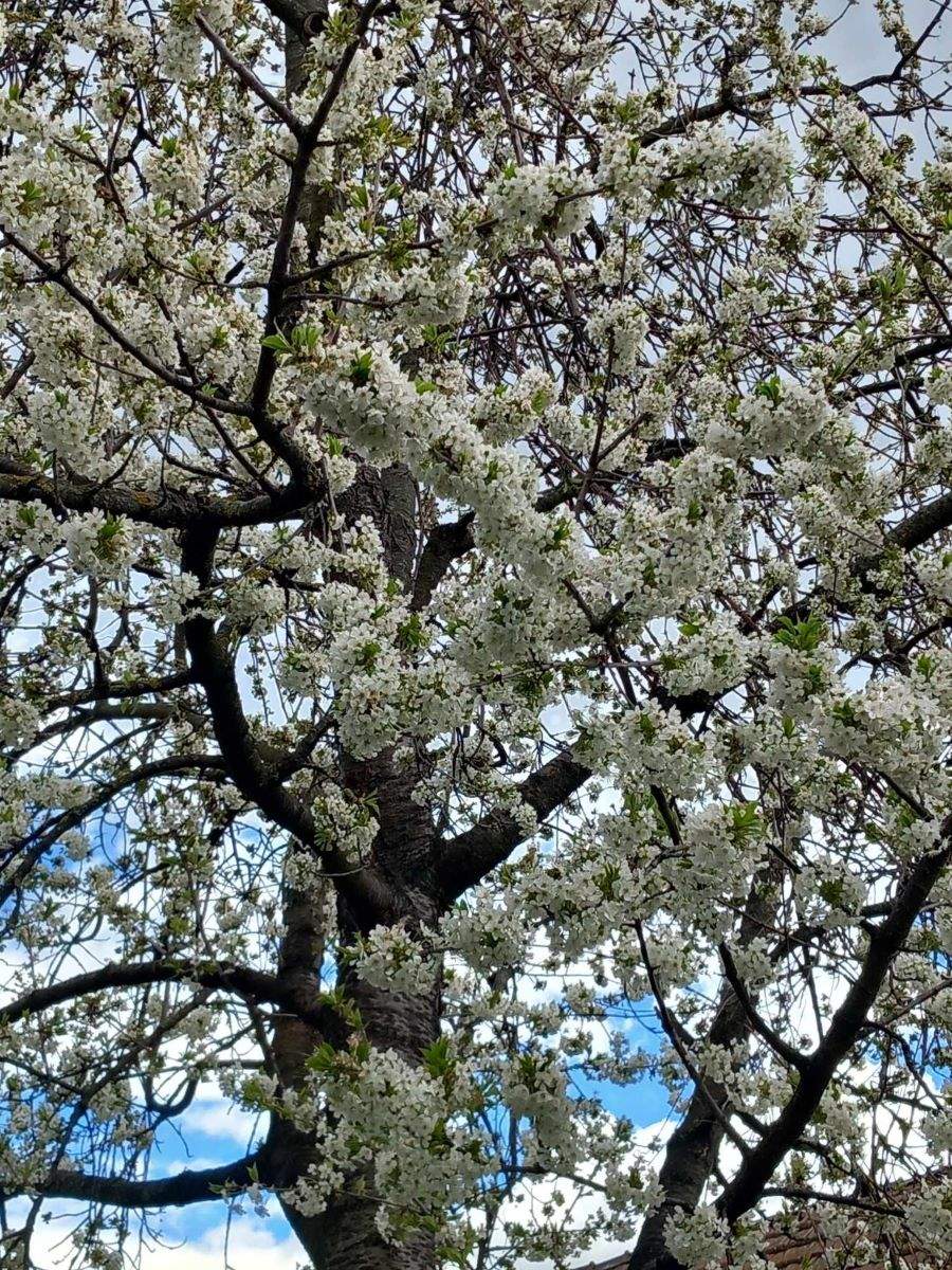 cherrytree
